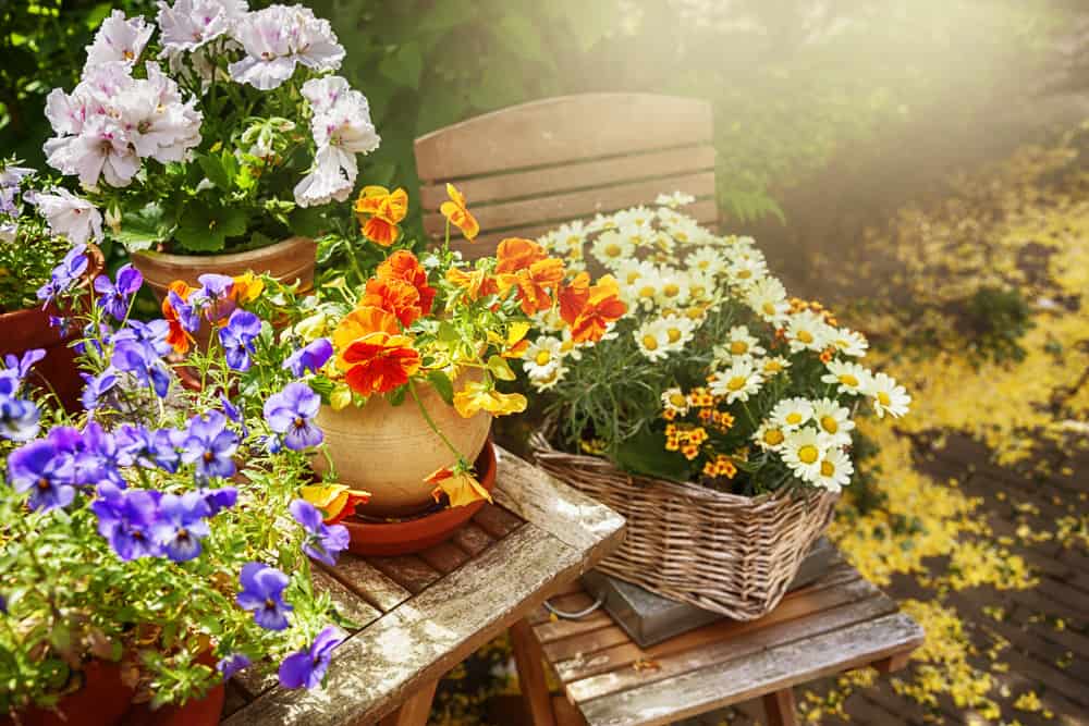 Blooming flowers in containers and baskets