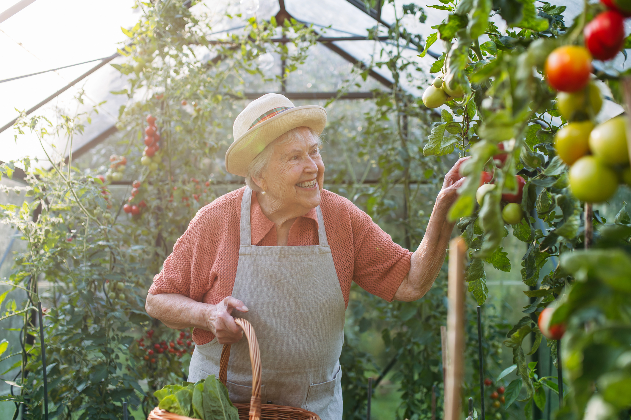 A senior woman picks veggies in the community greenhouse